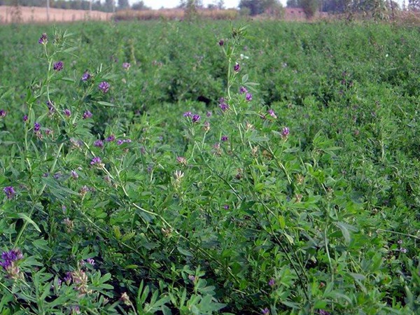 百綠三得利紫花苜蓿種子的種植養護技巧