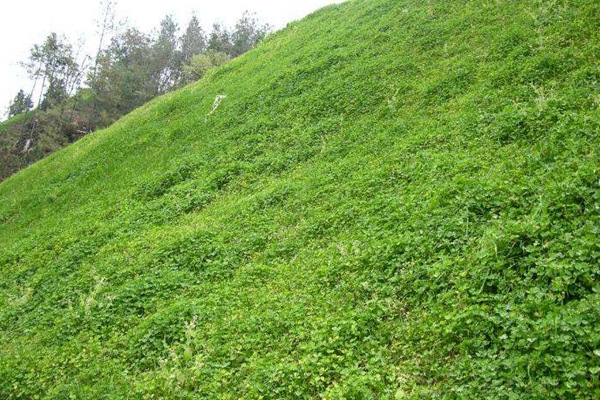 串葉松香草種子價格，多少錢一斤