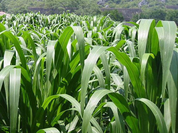 高丹草種子什么時候種，種植有什么技巧