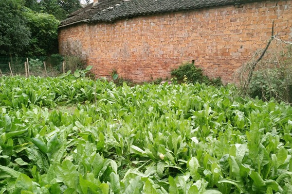 將軍菊苣的畝產量是多少