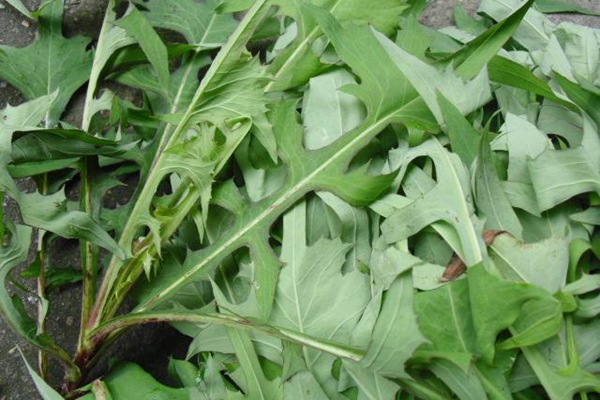 苦荬菜什么時候種植最合適
