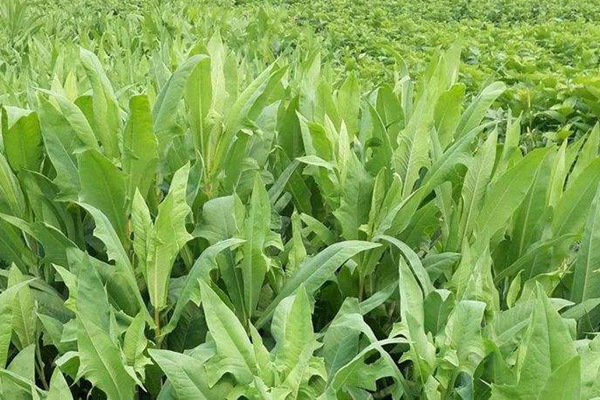 苦荬菜什么時候種植最合適