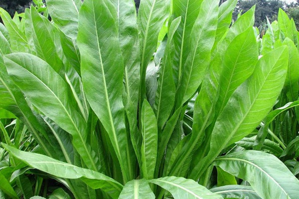高產優質飼草菊苣有哪些特點
