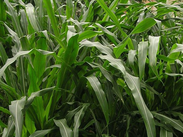 墨西哥玉米草種子播種后幾天發芽？怎么播種發芽更快