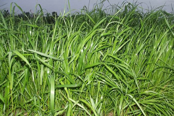 冬牧70黑麥草什么時間播種？播種方法有何技巧
