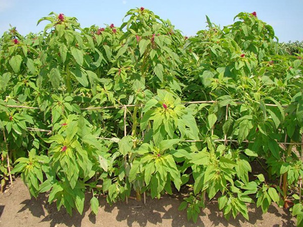 種植籽粒莧的經濟效益如何，怎樣提高效益