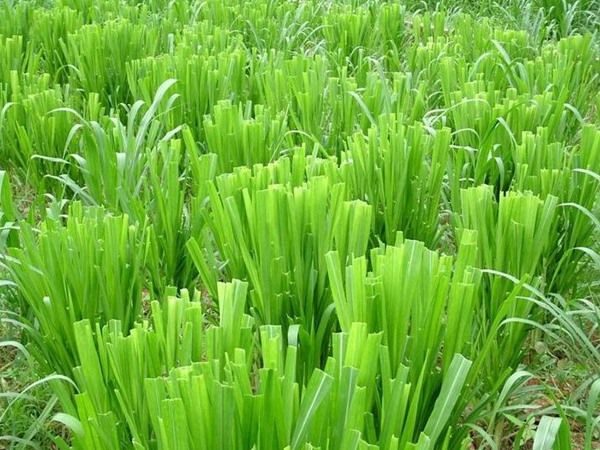 養牛的飼草什么好，有哪些品種飼草可以養牛