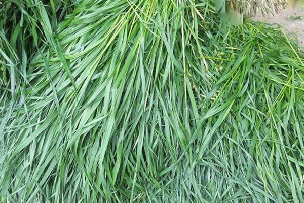 適合在廣東種植的飼草，如何種植