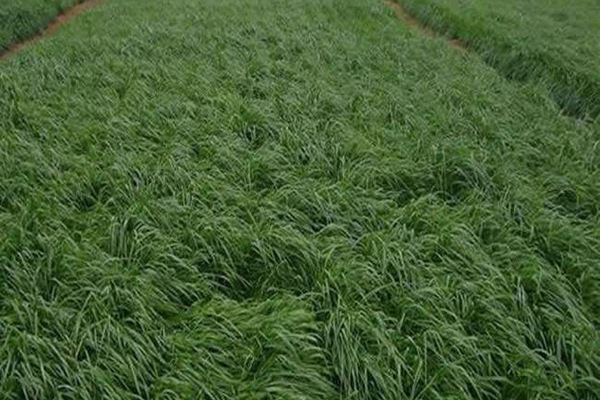 多年生黑麥草的種植要點以及高產技巧有哪些