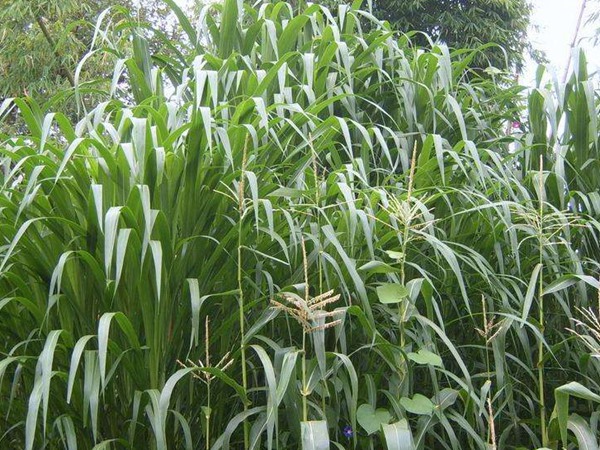 一畝皇竹草能養幾頭牛，經濟效益怎么樣