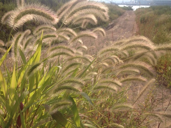 牧草種植技術包括哪些，有哪些共同的種植技巧