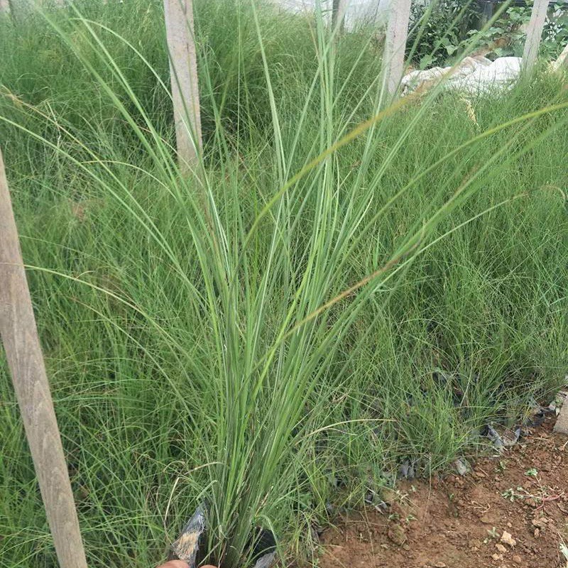 細葉芒
