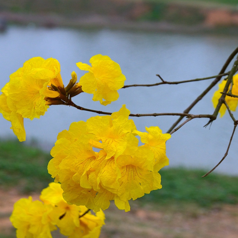 風鈴花