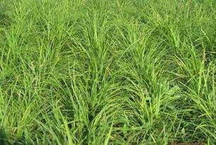 野牛草優點優勢有哪些，野牛草有著非常不錯的經濟價值
