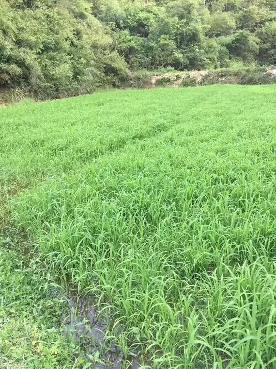 種植小米草的優勢在哪里？養殖小龍蝦怎么樣？
