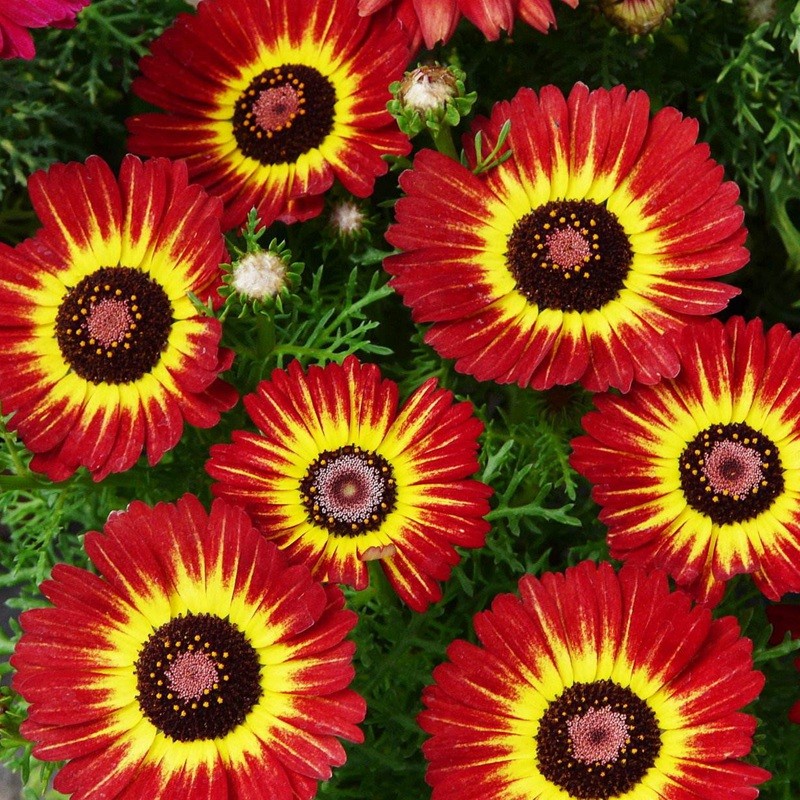 花環菊