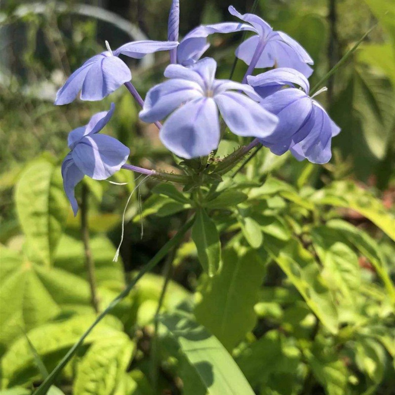 藍花亞麻