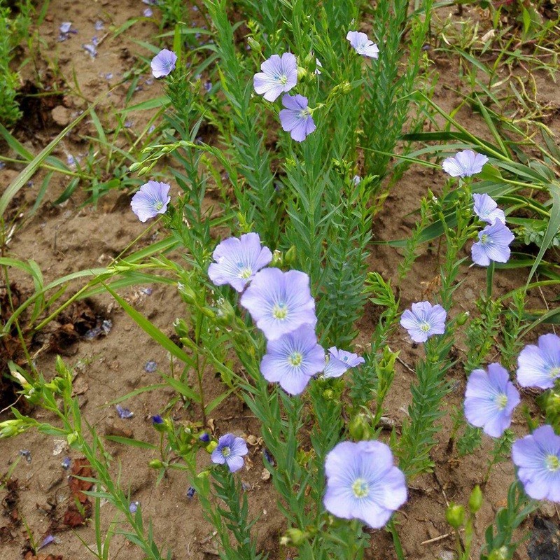 藍花亞麻