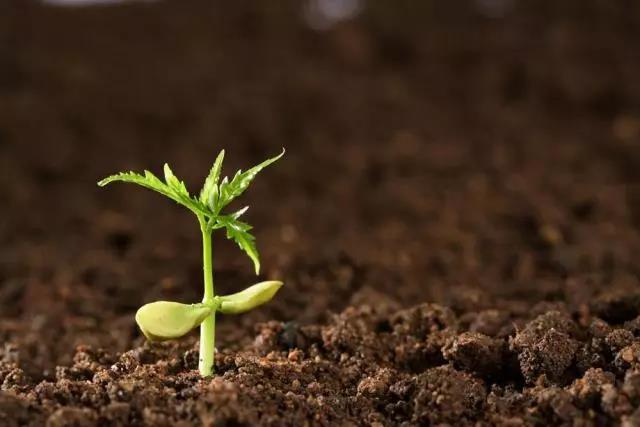 狗牙根草皮防護方法——草坪種子