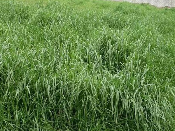 紅三葉種子種植方法？批發價格多少錢一斤？
