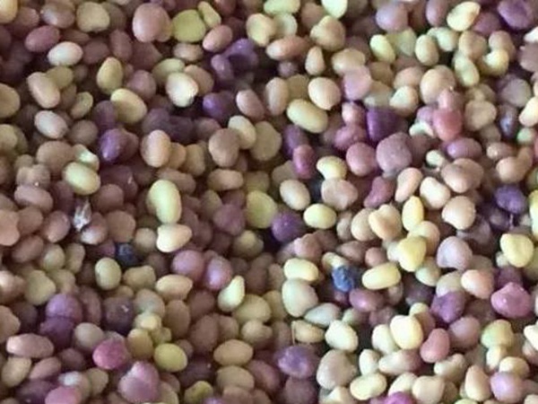 白三葉在北方最佳種植時間是什么時候？