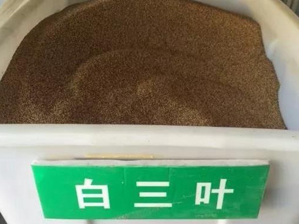 白三葉在北方最佳種植時間是什么時候？