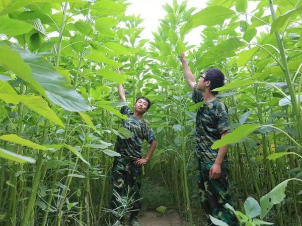 籽粒莧是一種什么植物，又什么作用
