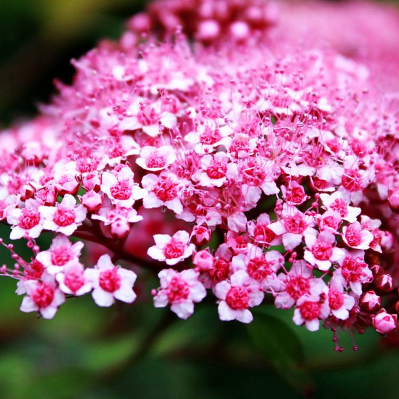 線繡菊