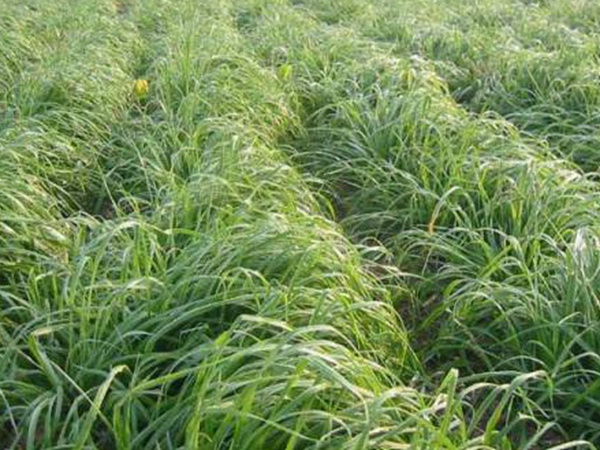 一年生黑麥草牧草種子適應性強，易種植、產量高