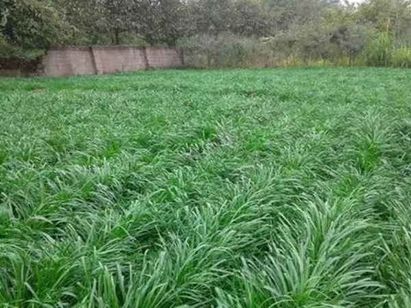 優質牧草種子一年生黑麥草栽培技術與播種方法