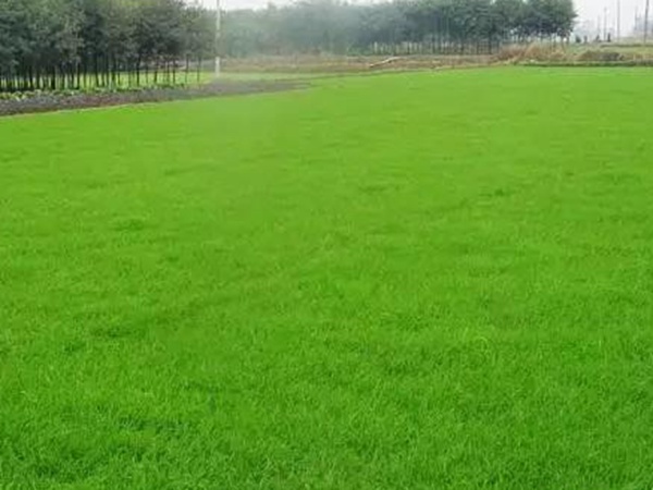 黑麥草應該怎么樣補播比較好？