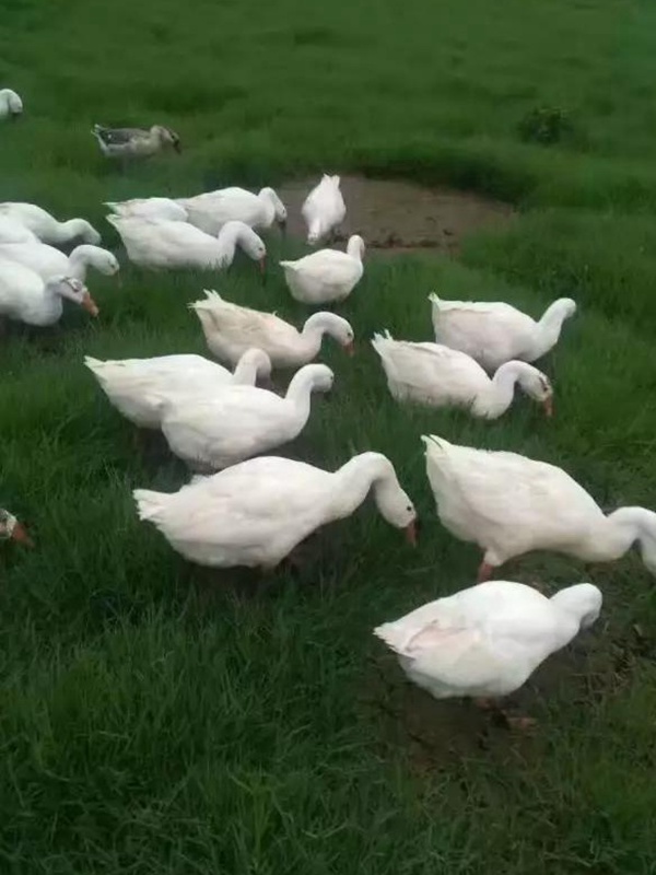 黑麥草什么時候種植比較好？如何種植黑麥草？