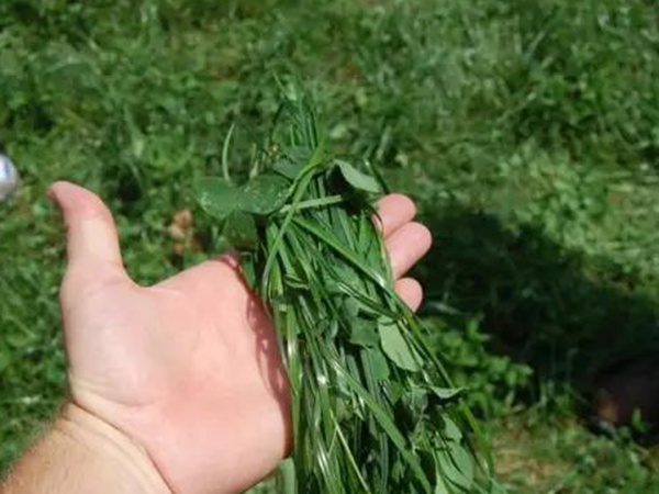 一年生黑麥草種植技術在苜蓿種植中的應用