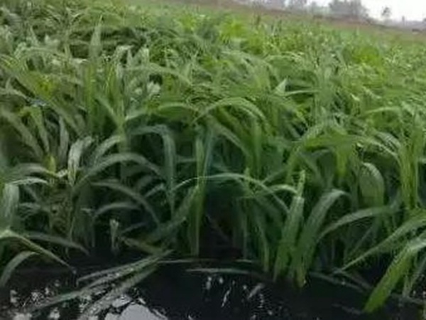 小米草優勢——耐寒耐高溫，小米草最適宜的溫度