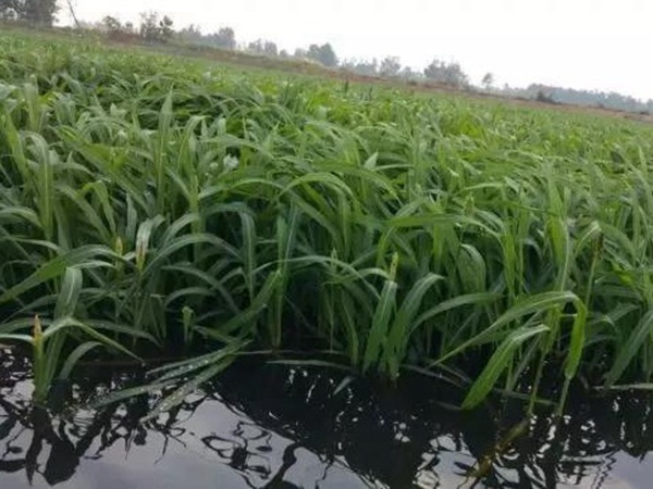 小米草怎么樣才能提高小龍蝦養殖效益？小米草種植怎么管理比較合適？
