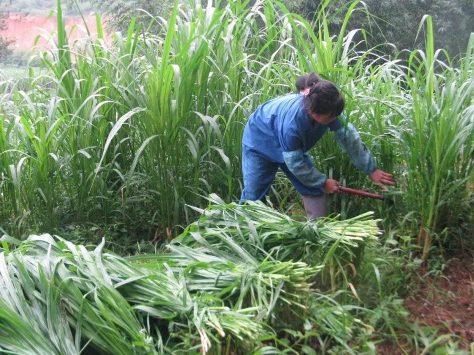  牧草種子種植及病蟲害如何防治技術