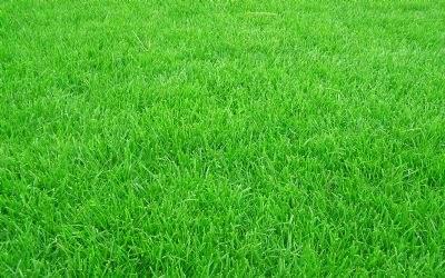 黑麥草的用途有什么？黑麥草種子用途有多少？