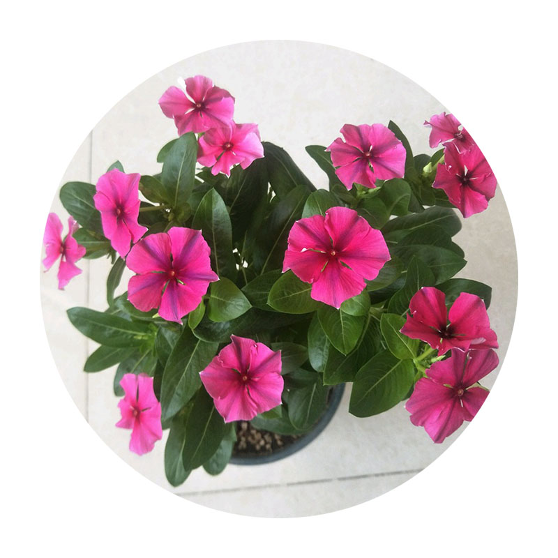 長春花