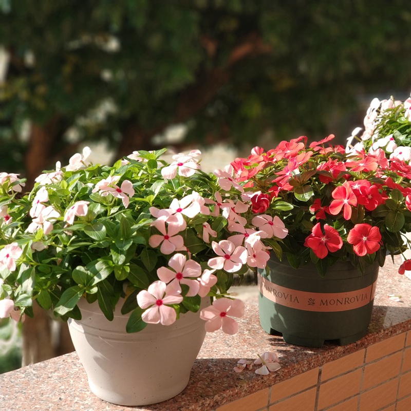 長春花