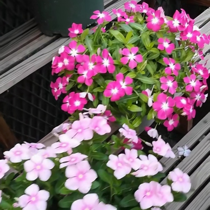 長春花