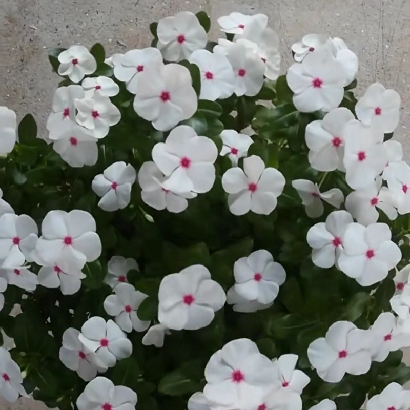 長春花