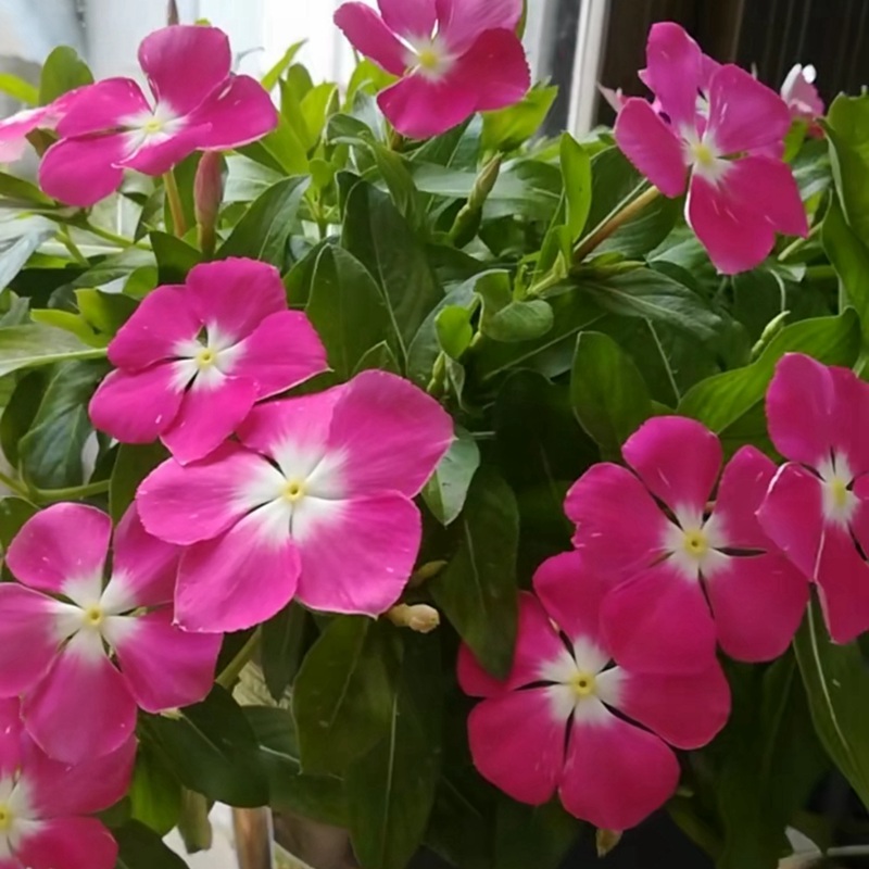 長春花