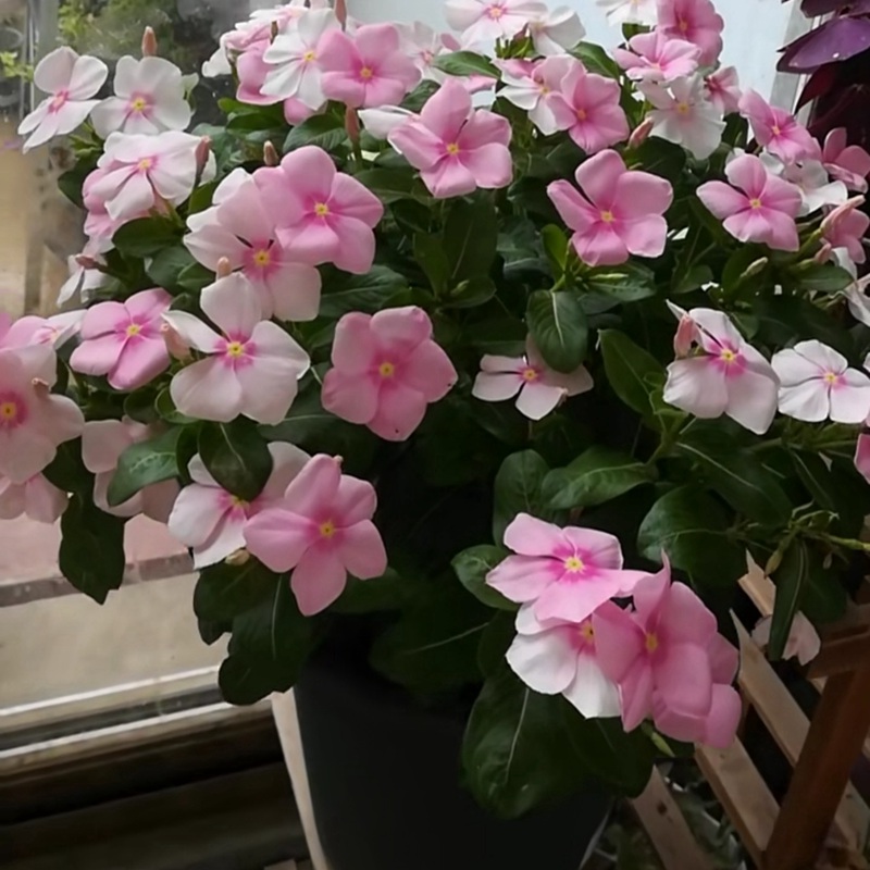 長春花