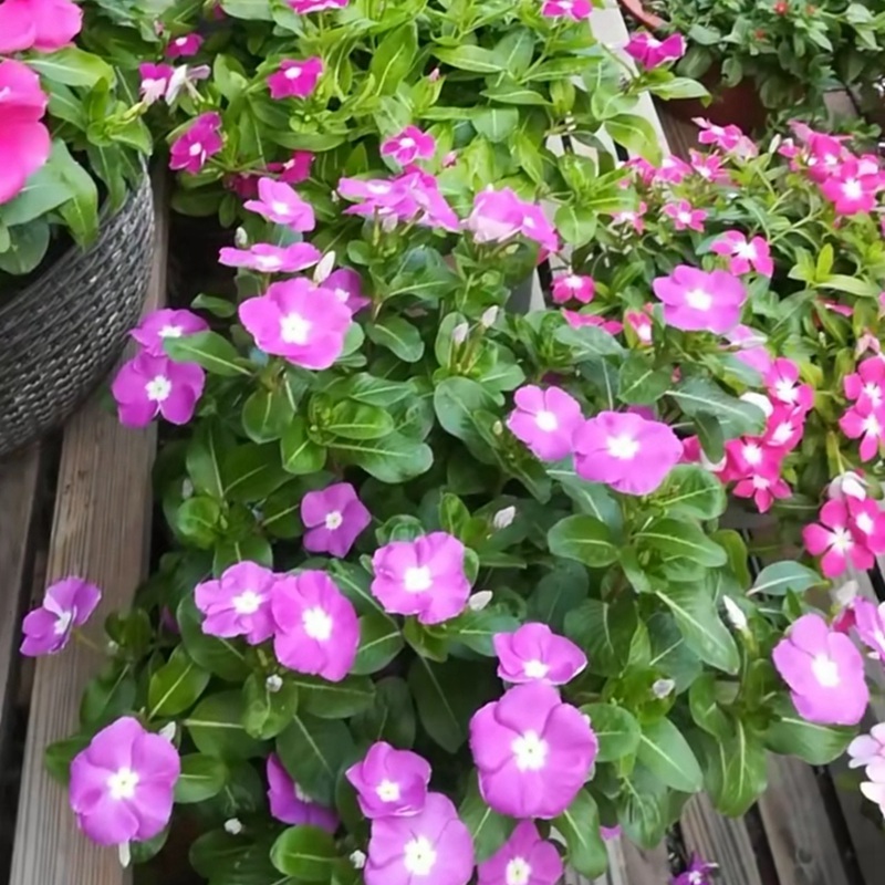 長春花
