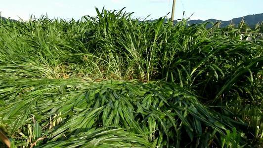 有一種草叫墨西哥玉米草，最適合農村養殖戶種植