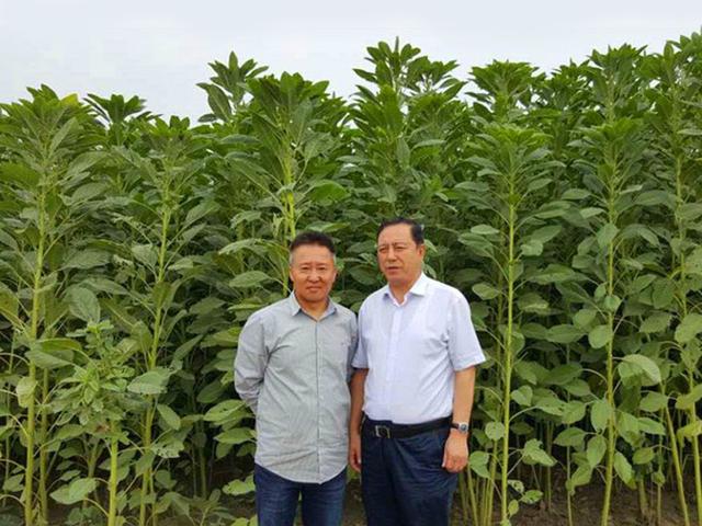 籽粒莧的飼用價值和種植方法管理技術