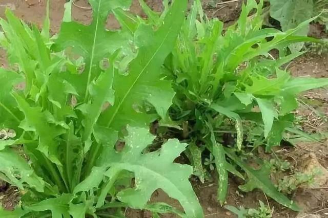 苦荬菜怎樣種植效果好？怎么種植可以高產量