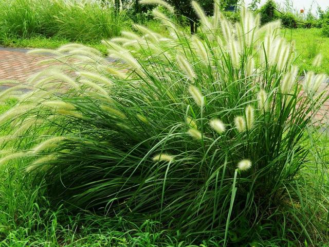 狼尾草種植技術是什么，有什么需要注意的