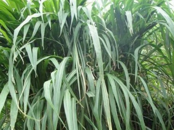 皇竹草種植經濟效益有哪些？作用是什么？