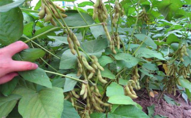 種植黑豆時，掌握技術方法產量能提升